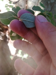 Cotoneaster scandinavicus