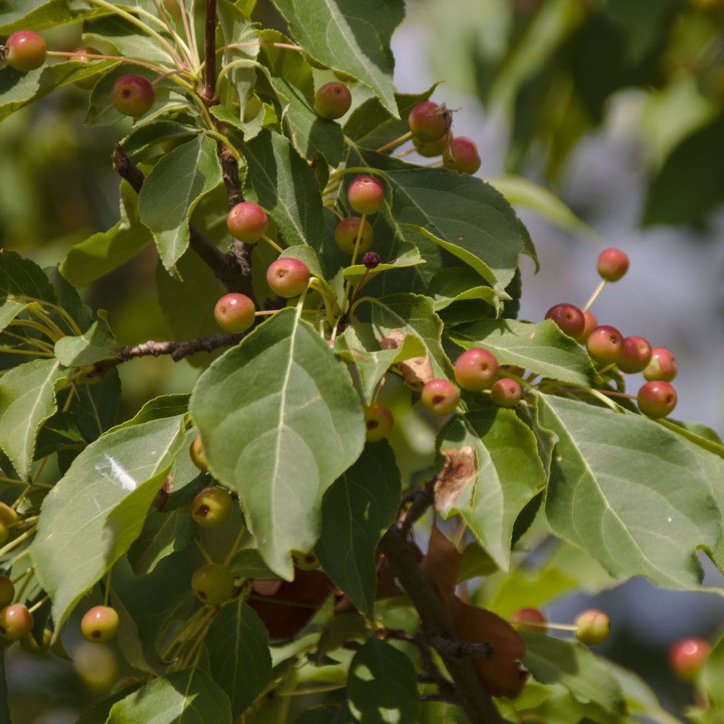 close-up-view-of-a-siberian-crabapple-clippix-etc-educational-photos