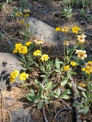 Arnica dealbata