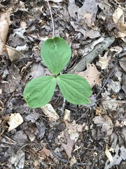 Trillium grandiflorum
