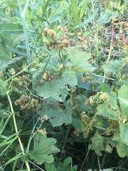Alchemilla leiophylla