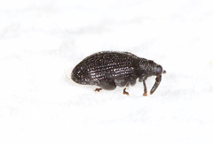 Orchestes pallicornis