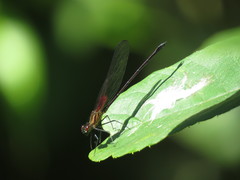 Hetaerina capitalis
