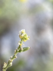 Draba cana