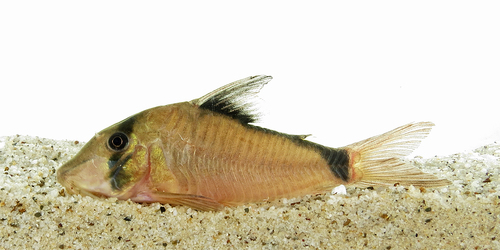 Olga corydoras (Corydoras simulatus) — Callichthyidae