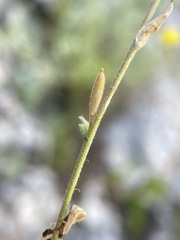 Draba cana