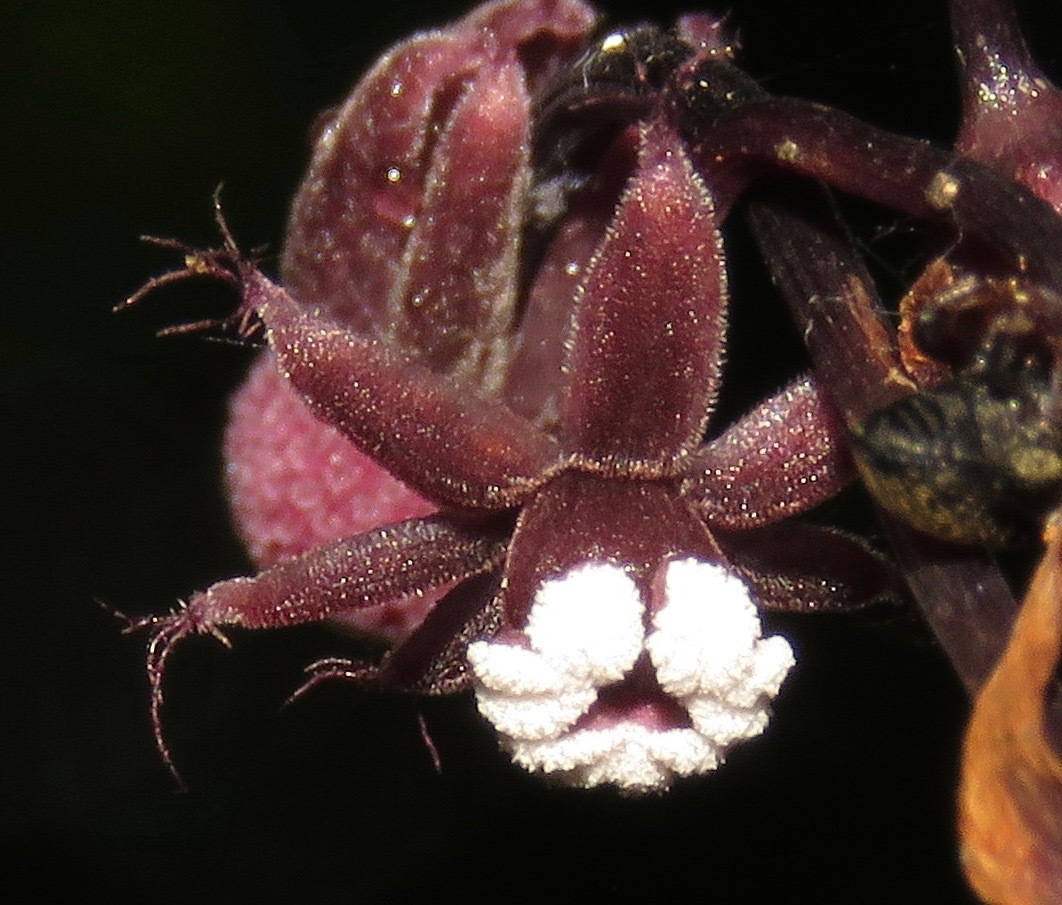 Triuridaceae
