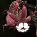 Triuridaceae - Photo (c) Rich Hoyer, μερικά δικαιώματα διατηρούνται (CC BY-NC-SA), uploaded by Rich Hoyer