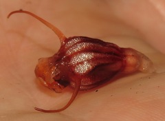 Thismia hyalina