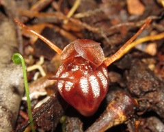 Thismia hyalina