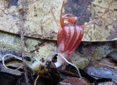 Thismia hyalina