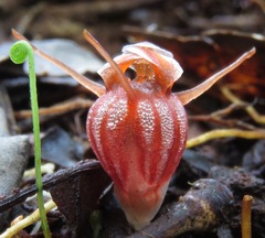 Thismia hyalina