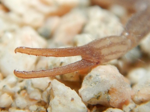 Paravaejovis puritanus