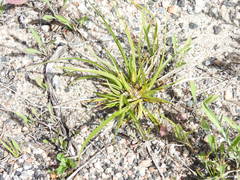 Carex tonsa tonsa