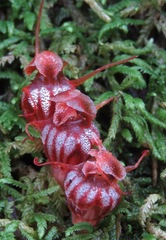 Thismia hyalina