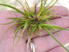 Carex tonsa tonsa
