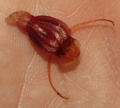 Thismia hyalina