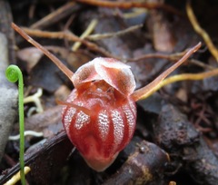 Thismia hyalina
