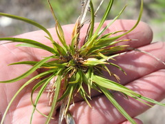 Carex tonsa tonsa