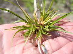 Carex tonsa tonsa