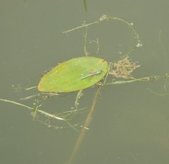 Potamogeton amplifolius