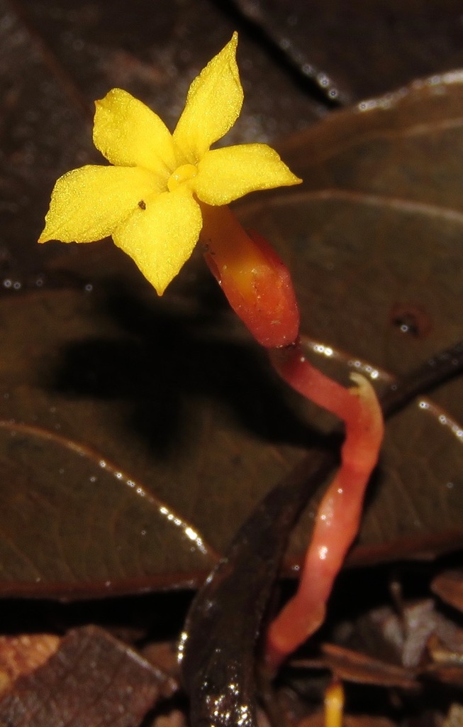 Voyria spruceana (Voyria spruceana)