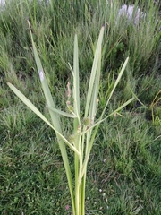 Sparganium erectum