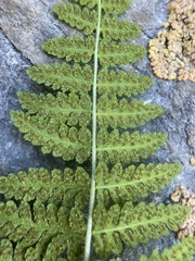 Woodsiaceae