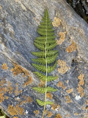 Woodsiaceae