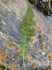 Woodsiaceae