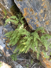 Woodsiaceae