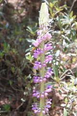 Lupinus montanus nelsonii