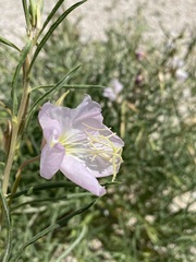 Oenothera nuttallii