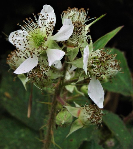 Rubus dasyphyllus (W.M.Rogers) W.M.Rogers