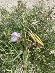 Oenothera nuttallii