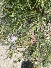 Oenothera nuttallii