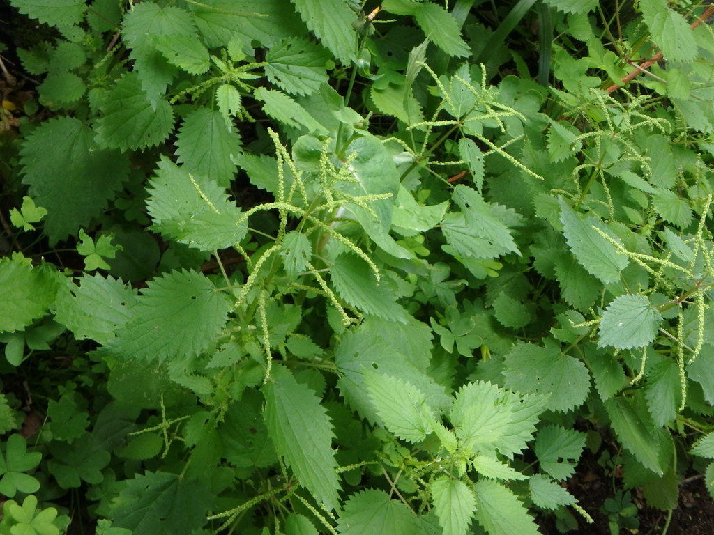 Urtica stachyoides