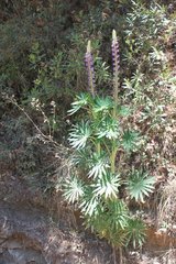 Lupinus montanus nelsonii