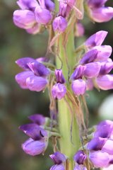 Lupinus montanus nelsonii