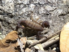 Pseudouroctonus santarita