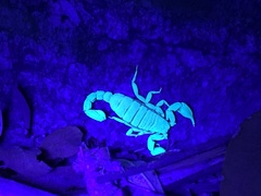 Pseudouroctonus santarita