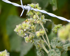 Fuertesimalva limensis