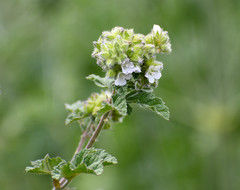 Fuertesimalva limensis