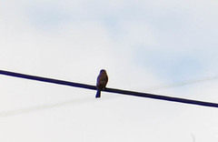 Pyrocephalus rubinus