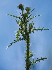 Carduus acanthoides acanthoides