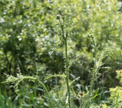 Carduus acanthoides acanthoides