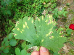 Entyloma