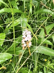Dactylorhiza maculata ericetorum