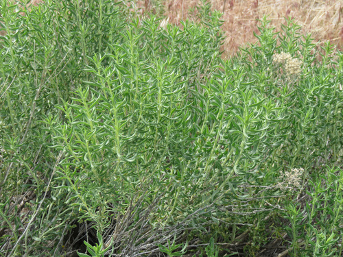yellow rabbitbrush (Chrysothamnus viscidiflorus)
