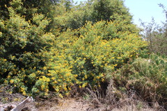 Vachellia karroo